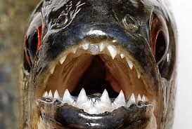 29e7ada72b2d6cbbca10c75790955922 Xl Jpg 900 608 Animal Teeth Weird Animals Animals