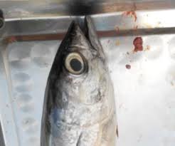 Ikan dapat digunakan sebagai bioindikator karena mempunyai daya respon terhadap adanya bahan pencemar. Https Ejournal Unib Ac Id Index Php Agroindustri Article Download 3882 2165