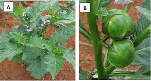 Image result for Solanum macrocarpon