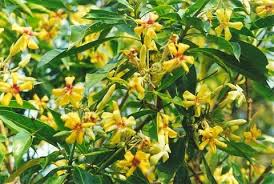 Hymenosporum Wikipedia The Free Encyclopedia Fast Growing Shade Trees Frangipani Shade Trees