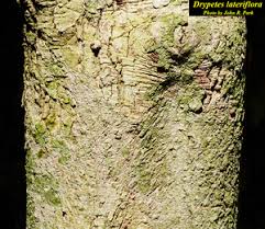 Image result for Drypetes gerrardii