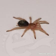Chaco golden knee tarantula care. Chaco Golden Knee Sling Chaco Golden Knee Tarantula