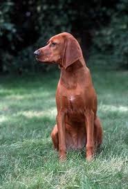 Download 092019_exchange pdf for free. 900 Redbone Coonhound Dogs Are The Most Prettiest Breeds On The Planet Earth Ideas In 2021 Redbone Coonhound Coonhound Dogs