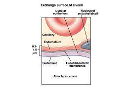 Basement membranes have a critical role in alveolar structure and function. Http Www Imbm Sk Wp Content Uploads 2017 10 Respiratory System Ztem 2018 Lt Pdf