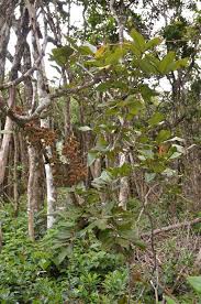 Image result for Connaraceae