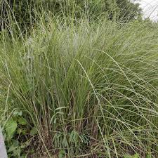 Image result for Eragrostis caniflora
