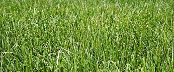 Image result