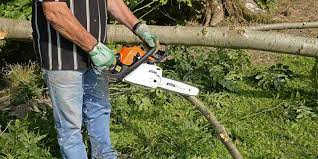 Maybe you would like to learn more about one of these? Comment Abattre Un Arbre Dans Son Jardin Blog Jardin