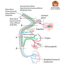 Image result for Neurologic Lesion Localization