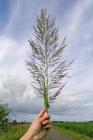 Image result for Arundo donax