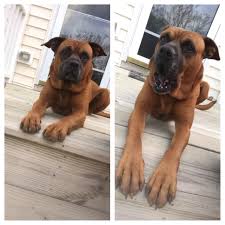 He is currently for sale at $550 and. Daisy The Boxer Puppy Instagram