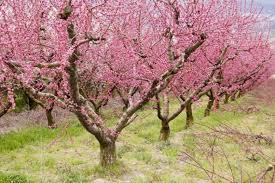 Image result for Prunus persica