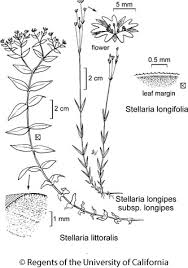 Image result for Stellaria