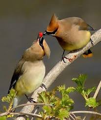 Cedar Waxwing Brown Birds That Look Like Cardinals Beautiful Piictures Of Cedar Waxwings Birds Life Style Nature Birds Backyard Birds Pretty Birds