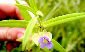 Image result for Bacopa floribunda
