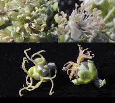 Image result for Croton megalobotrys