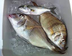 Check spelling or type a new query. Whole Roasted Porgy Scup With Root Vegetables Goodwilltasting