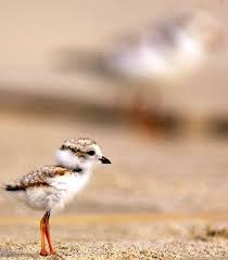 Weird Bird From Finding Dory 27 Cutest Baby Animals That Will Put A Smile On Your Face Animals Animals Beautiful Pet Birds