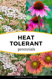 We did not find results for: Don T Lose Flower Beds Due To The Heat Learn Which Perennials Are Heat Tolerant To Properly Design Flowerbeds I Perennials Flower Bed Plants Arizona Gardening