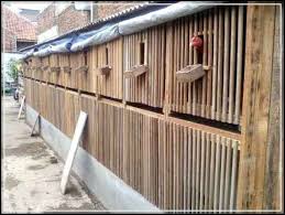Modelnya yang sangat sederhana, serta memiliki beberapa jenis ukuran serta gampang untuk di pindahkan. Ukuran Ideal Kandang Ayam Bangkok Tentang Kolam Kandang Ternak
