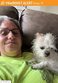 Injured golden retriever found in Boise