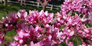 We did not find results for: Cercis Canadensis Description And Flowering Period In Missouri