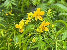 Image result for Senna petersiana