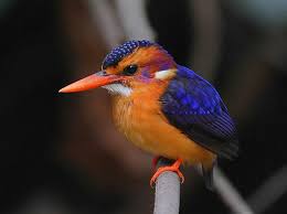 We did not find results for: Rubinovyj Zimorodok Zhivotnye Norm Post