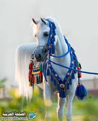 خلفيات صور خيول 2021 عربية حصان 1442 عربية اصيلة الصفحة العربية Horses Friesian Horse Arabian Horse
