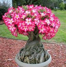 Desert Rose Adenium One Year Bare Rooted Baby Live Etsy In 2021 Desert Rose Plant Planting Roses Desert Rose
