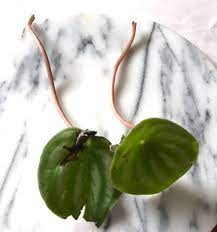 It is almost impossible not to propagate the watermelon peperomia plant. How To Propagate A Watermelon Peperomia Leaf And Paw