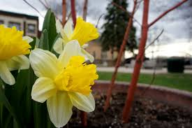 Locally Grown (LoGro) Northfield – The people, scenes & events around  Northfield, MN