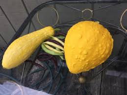 Maybe you would like to learn more about one of these? How To Grow Squash Pumpkin Hybrids Dengarden