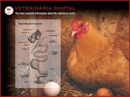 Poultry farming is the form of animal husbandry which raises domesticated birds such as chickens, ducks, turkeys and geese to produce meat or eggs for food. Physiology Of Egg Laying Hens Veterinaria Digital