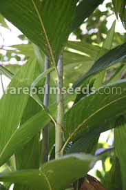 Image result for Dysphania procera