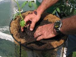 This variety of cheery tomato is excellent for containers because of its small, compact growth pattern. How To Grow Tomatoes In A Hanging Basket How Tos Diy