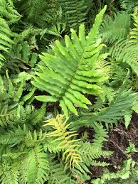 Blechnum Chilense Parablechnum Cordatum Rhizomatous And Evergreen Fern With Dark Green Lance Fronds Simply Pinnate Up To 1 M In Height And Width Origin Farn