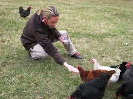 If you choose to ignore the law and become a chicken rearing when the birds grow up, offer extra eggs to the neighbors to remind them just how amazing your backyard flock can be. How To Raise Chickens In Your Backyard The Art Of Manliness