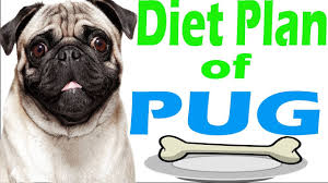 To support your pug puppy's rapid growth, you need a diet rich in protein with extra fat for calories. Diet Plan Pug Amazing Facts In Hindi Animal Channel Hindi Youtube