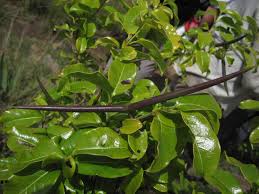 Image result for Mascarenhasia