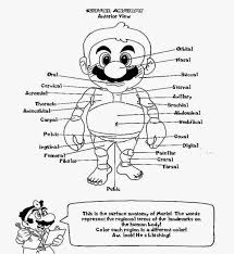 Anatomy coloring book saunders 2e 2014 t pdf. Anatomy And Physiology Coloring Workbook Answers Free High Coloring Home