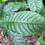 Image result for Petersianthus macrocarpus