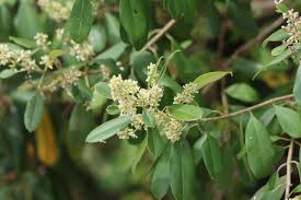 Image result for Ozoroa