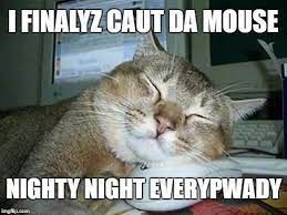 Sleepy Cat Meme Generator Imgflip Sleepy Cat Funny Cats Cats