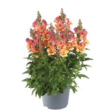 Image result for Antirrhinum