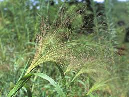 Image result for Panicum adenophorum
