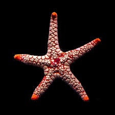 Image result for Bothriocline emilioides