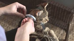 Free shipping* on most items! Seresto Cat Collar Application Youtube