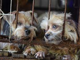 Many retailers who buy animals from such facilities take the wholesaler's. What Exactly Is A Puppy Mill