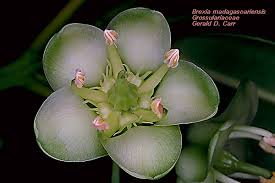 Image result for Brexia madagascariensis